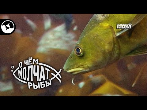 Повадки атлантической трески | О чем молчат рыбы