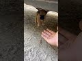 Doggo Babyanimals Puppy Cuteanimal Puppies Cutedog Cute Retreiver Dogcute Pets Doggielife