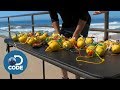 Can You Charge Your Phone With Lemons?