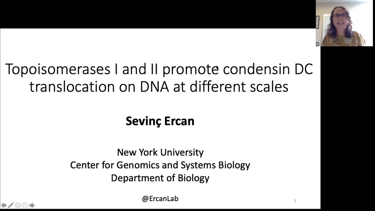 Sevinc Ercan:"Topoisomerases I and II promote condensin DC translocation on DNA at different scales"