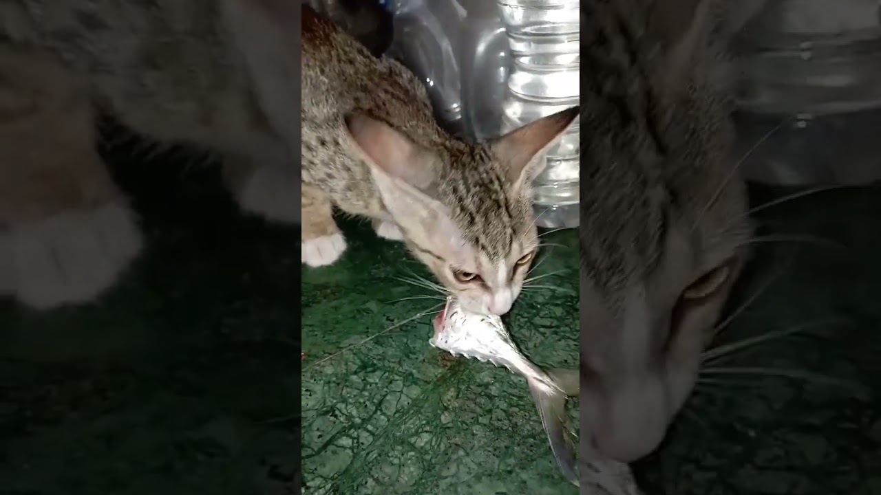 kitten eating row fish 