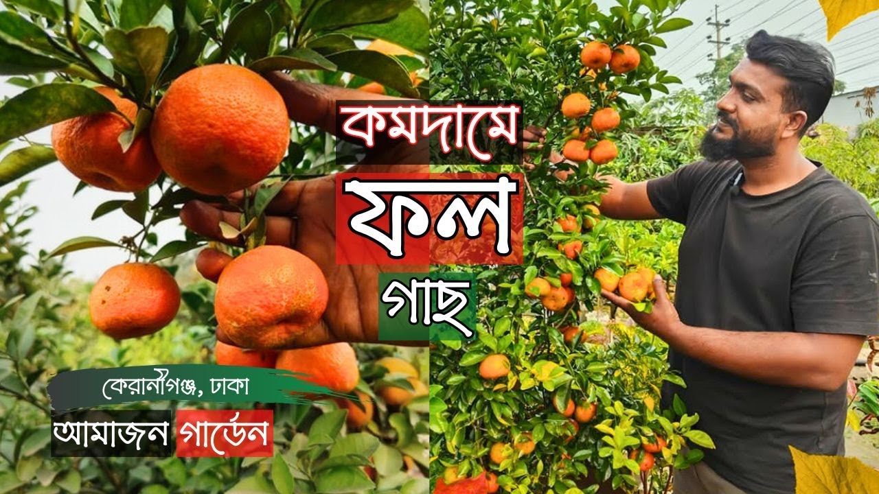 Fruit Trees At Low Price At Amazon Garden In Keraniganj | কমদামে ফল গাছ | Gardening Bangladesh