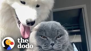 Dog Tried For YEARS To Be Friends With This Cat | The Dodo