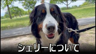 シェリーを譲渡して1年3ヶ月・・