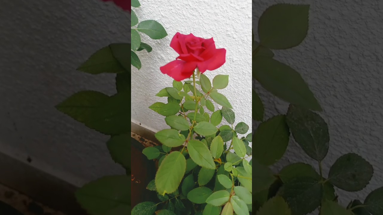 red rose / Desi Rose 