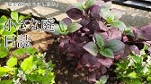アルテルナンテラ マーブルクイーンきれいな色を出すには ギャザリングの作り方 花ズバっ 76旬の花とその使いかた紹介 花創人ガーデニング教室 Youtube