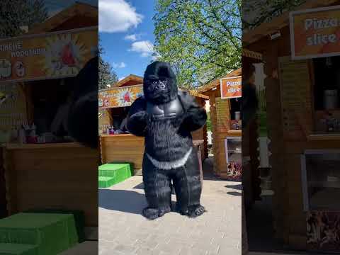 Надувний костюм горила (Пневмокостюм), чорний, 2,4 м.,для аніматорів, відео 1