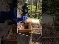 Golden Raw Honey 🍯 | Collecting Pure Sweetness