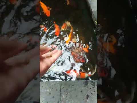 Koi Jogja
