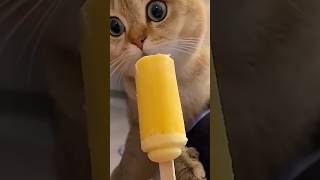 CATS ARE THE BEST! #shorts #cats #funny