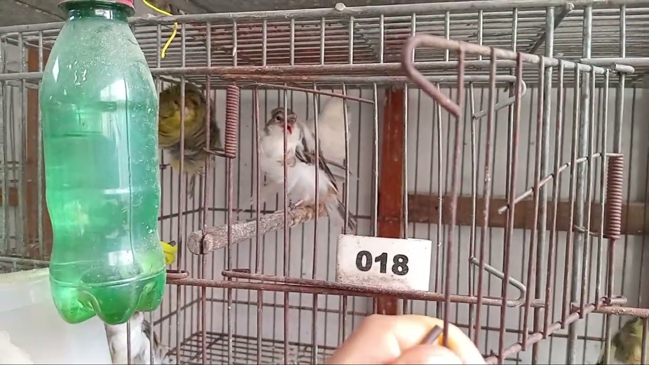 Encerrando a temporada reprodutiva 2025/26.