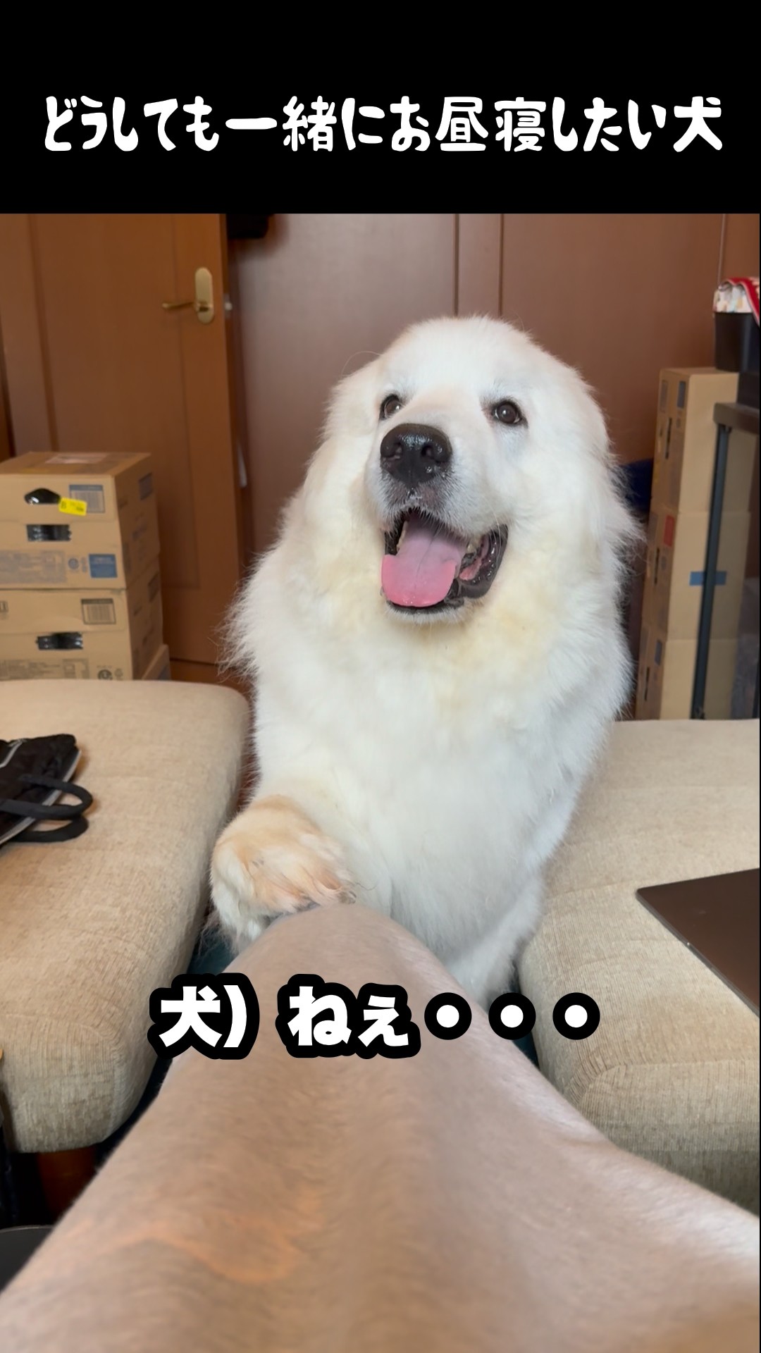 Doremi♀Great Pyrenees of Japan - YouTube