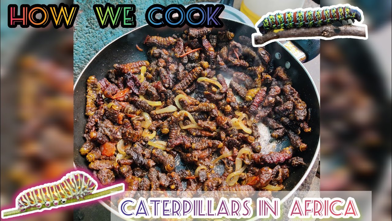 This is how we cook caterpillars/mopani worms in Africa Zambia YouTube