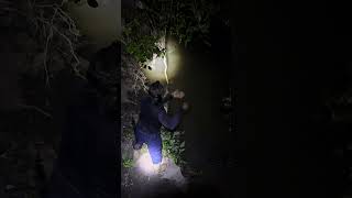 Cachama de río sacada con carnada de bocachico
