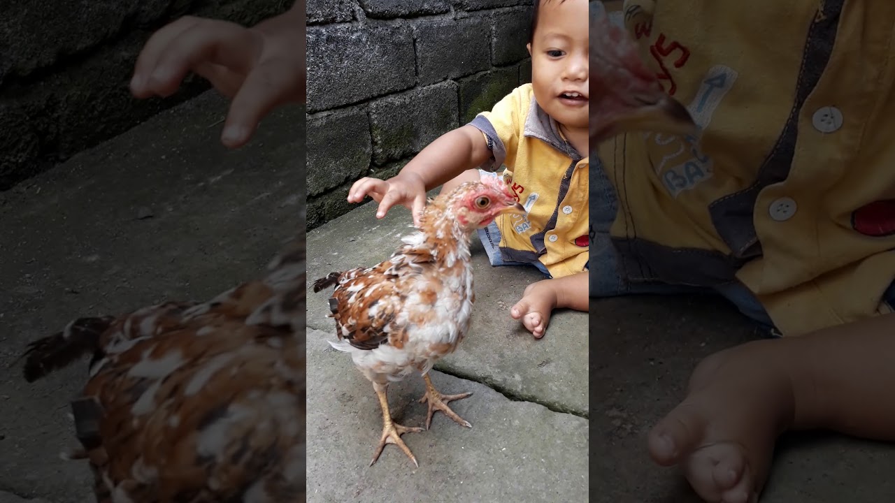 Balita bermain dengan anak ayam 