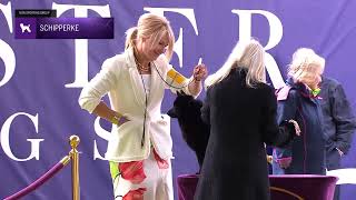 Shipperkes | Breed Judging 2024