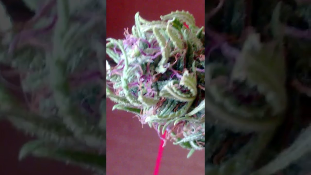 Candy cosecha exterior