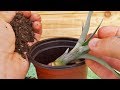 A new pineapple with roots  Planting Pineapple 🌱😍😍