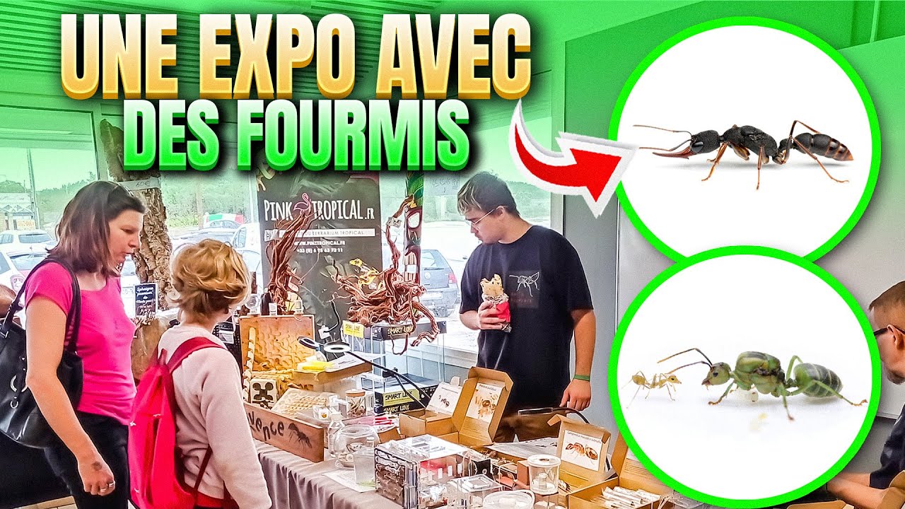 DES FOURMIS BALLES DE FUSIL DANS UNE BOURSE (c'est impressionnant !)