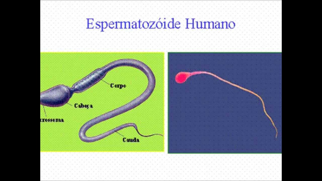 quais são as fases da reprodução humana?