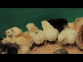 Proyecto de gallinas criollas ponedoras