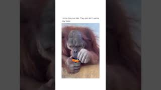 Ingenious Monkey: Watch as Clever Primate Opens Juice Box with Straw!