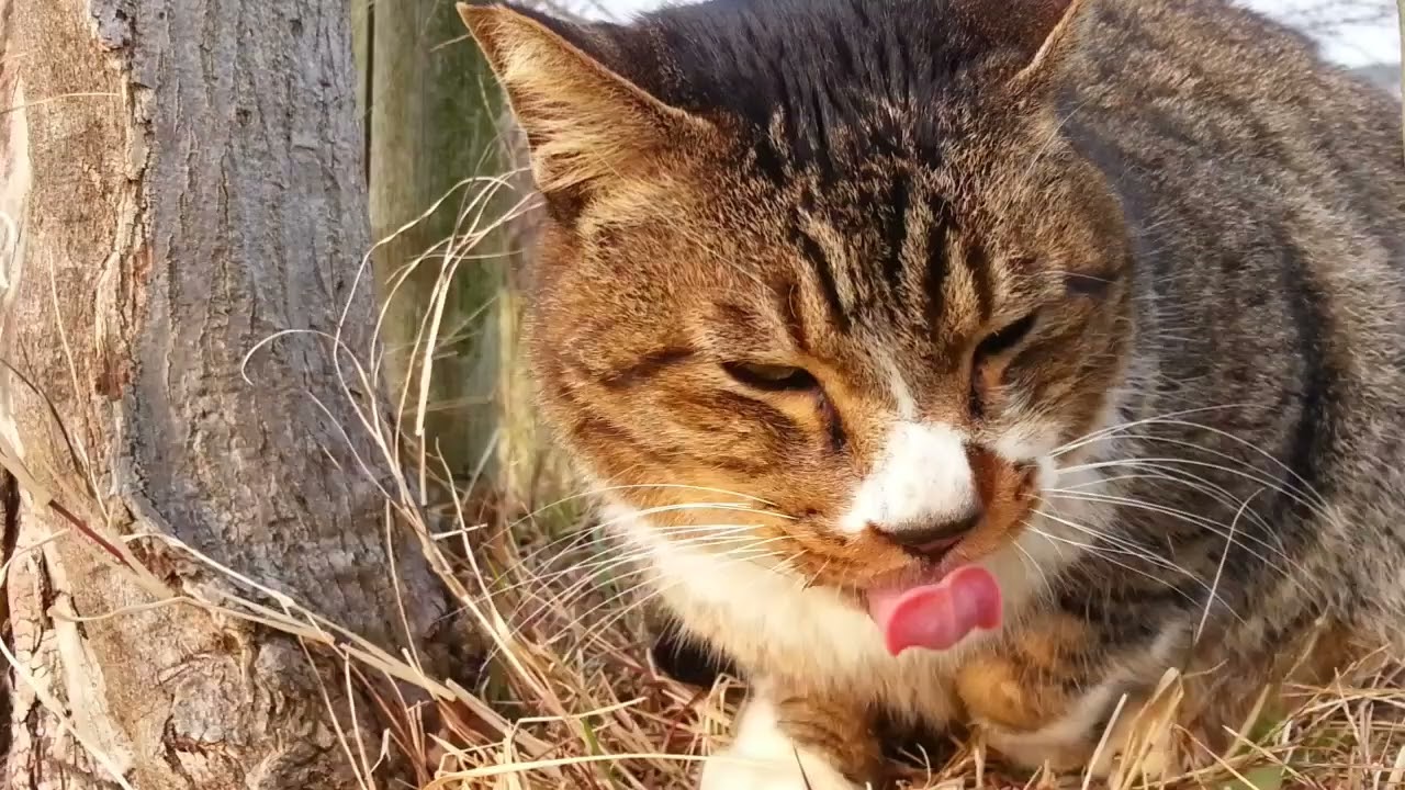Cat Tongue for the Win