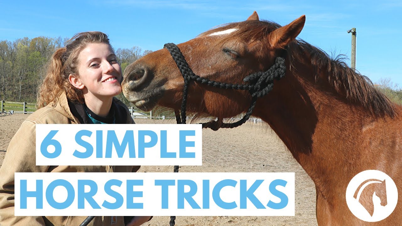 How to Teach Your Horse Tricks 6 Simple Tricks