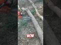 wow 😲 still chain saw #chainsaw #woodscraft #chainsawart #woodstatue #chainsawcarving