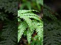 Nothing is loud…But everything is aliveListen closely#fernleaves #windasmr #postrainvibes #naturemot