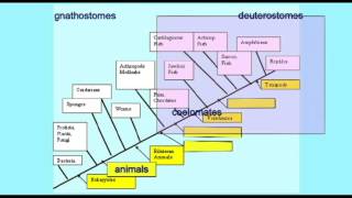 PL EXAM 1: CLADOGRAM 2.avi