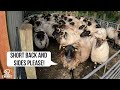 TOO LATE TO SHEAR HILL SHEEP? - HILL FARMING IN IRELAND