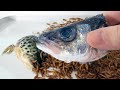 10000 Mealworms VS Fish Head, Venus Flytrap, Corn, Kinder Surprise Egg