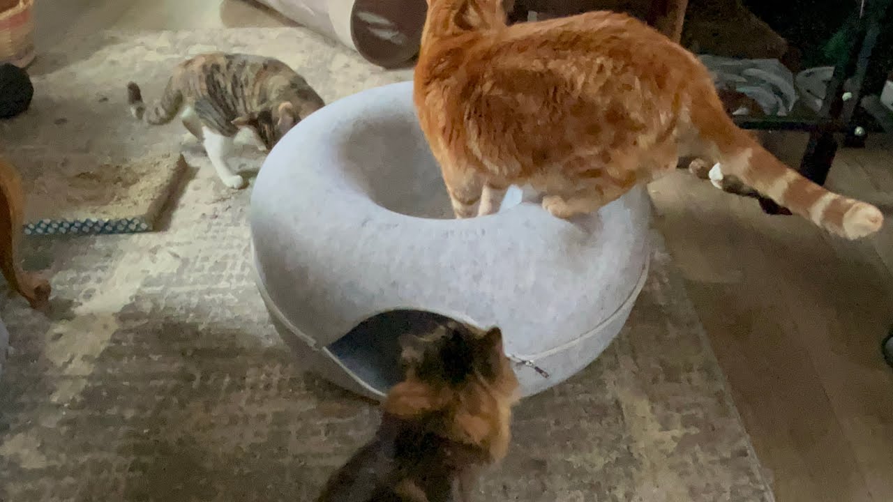 Cats love their new Christmas gift from my sister! ❤️❤️