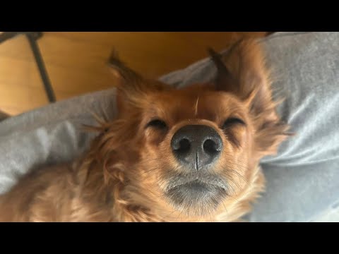 東京へ引越しの前日！札幌は吹雪だった！大丈夫か！？