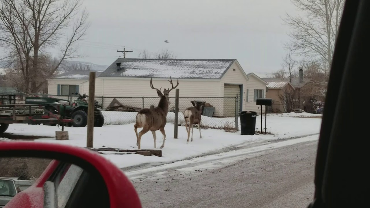Mule Deer In Town YouTube