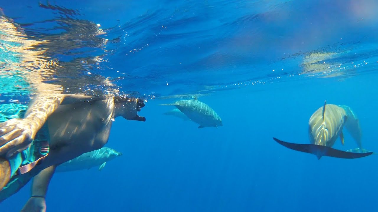 snorkeling with whales hawaii vlog YouTube