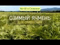 Озимый ячмень - сравнение с яровым, посеянным осенью