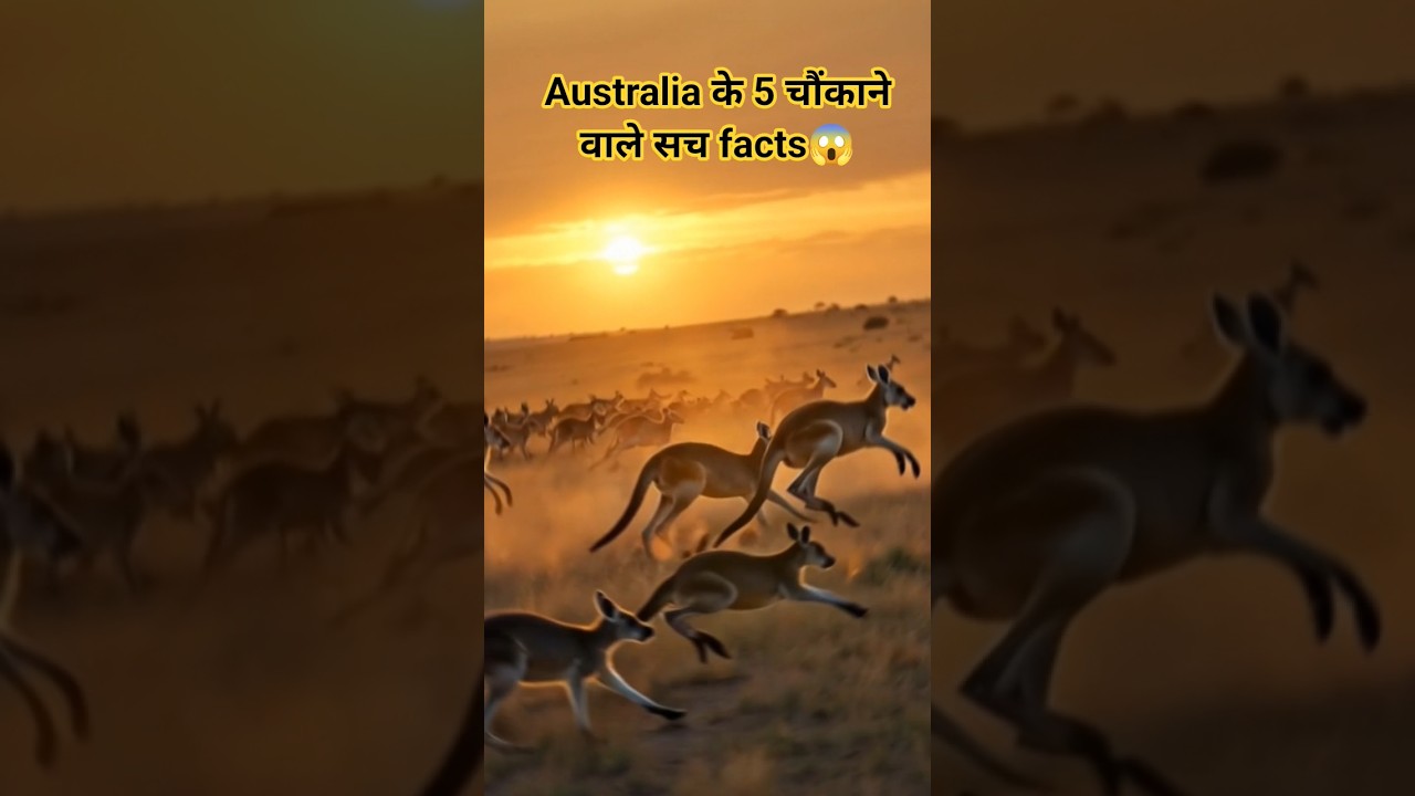 Australia Has More Kangaroos Than Humans 😱 | Amazing Facts 
