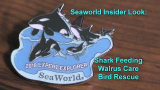 Seaworld Inside Look #2: Shark Tunnel, Walrus Care, Bird Rescue