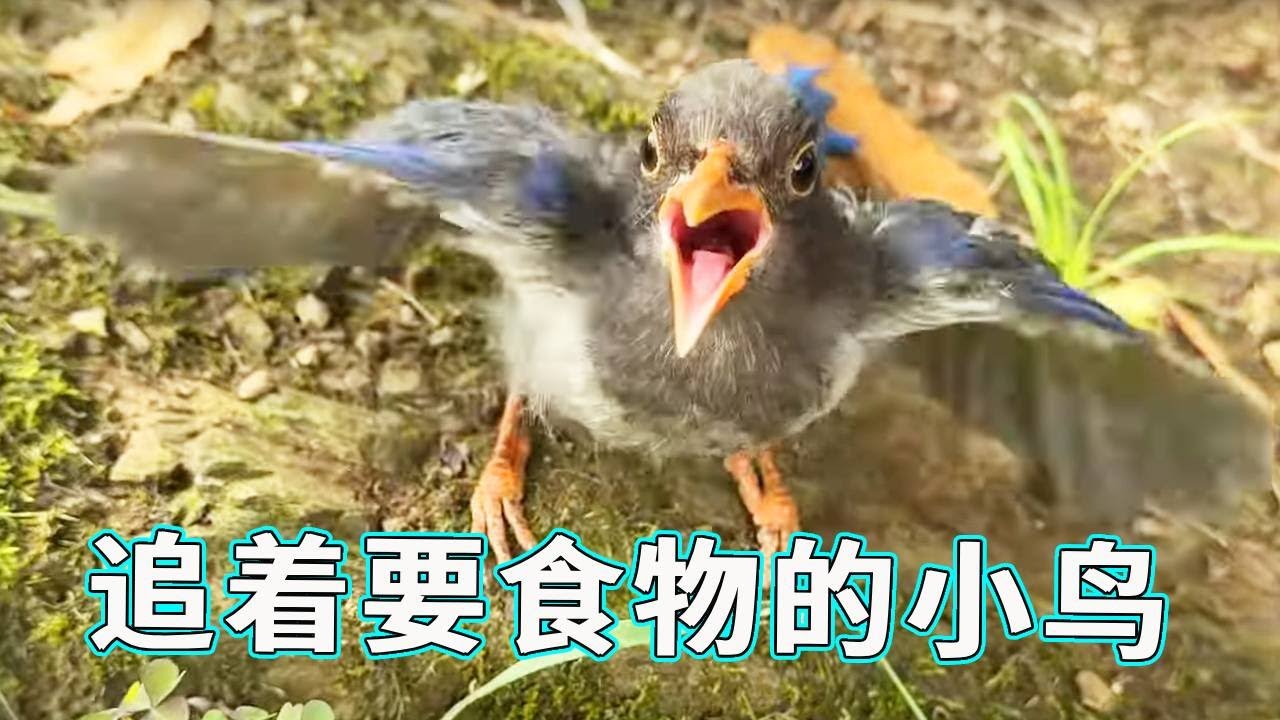这小鸟是饿狠了？冒雨追着要吃的，嗓门大得像 “喇叭”！【天下一场梦】