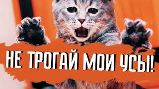 Почему кошек нельзя дёргать за усы?