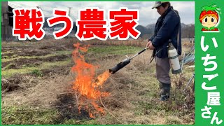 火炎放射で戦います。ひとり農家【雑草退治】 - YouTube 火炎放射で戦います。ひとり農家【雑草退治】 - YouTube