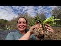 She PLANTED 400 ONIONS in her BACKYARD GARDEN