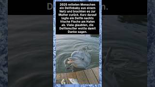 Der gerettete Delfin… kehrte zurück 🐬💙. #shorts #viral