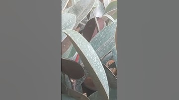 Thumbnail of Indoor plants#song #music #love #newsong #nature