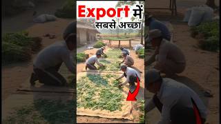 Moringa Powder Export From India | Export Business 🌿📦 | Rajeevsaini #shorts #export