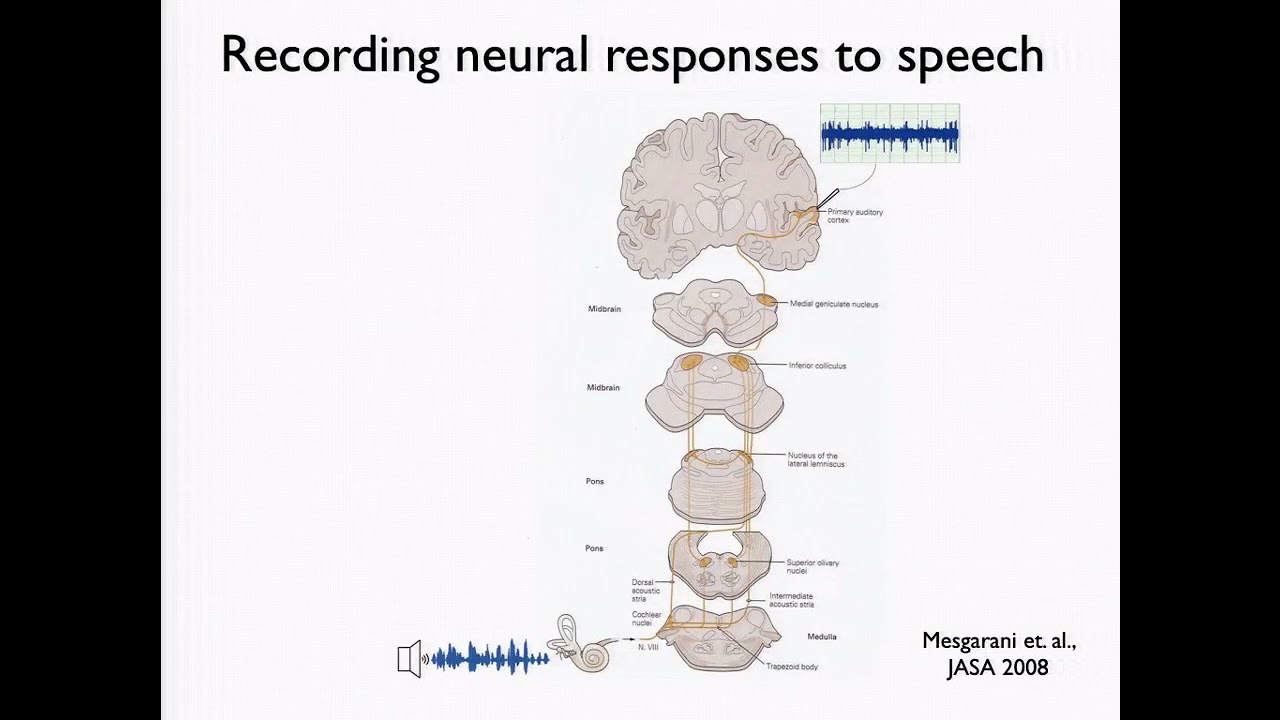 Nima Mesgarani: Robust Representation of Attended Speech in Human Brain with Implications for ASR