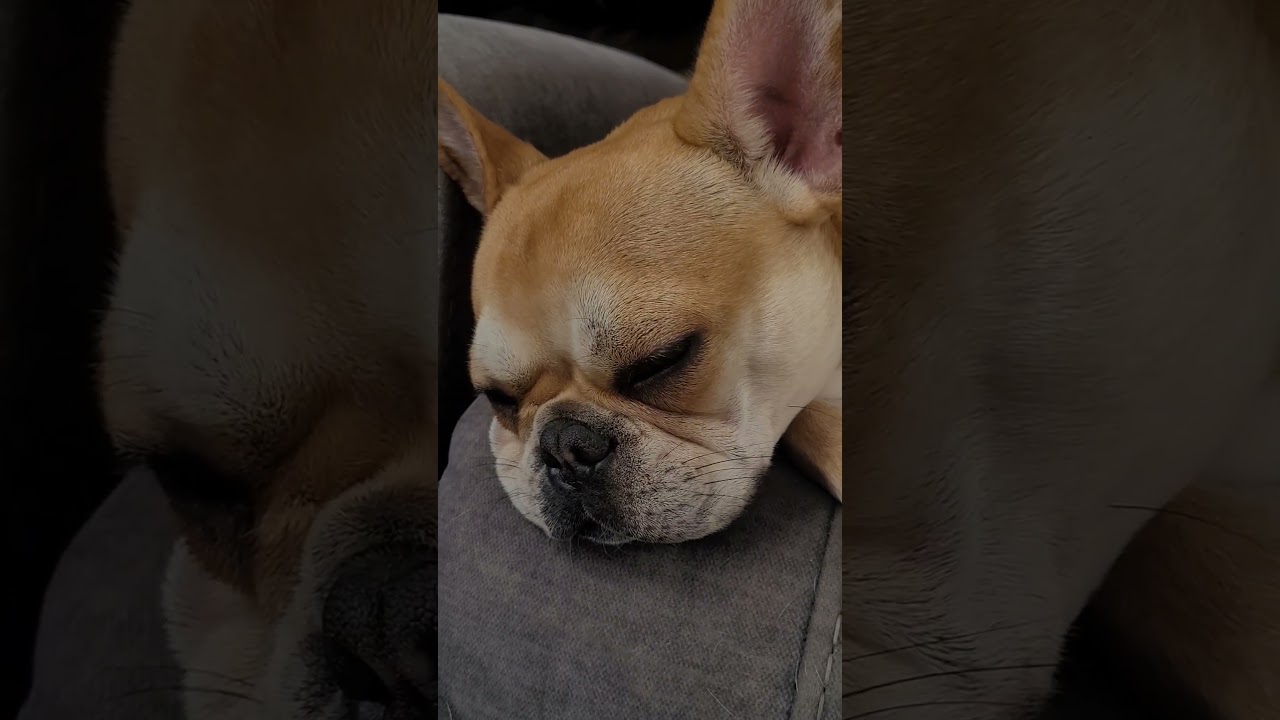 House Hippos in their natural habitat 