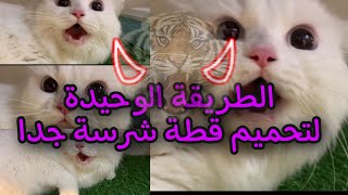 طريقة تحميم القطة الشرسة